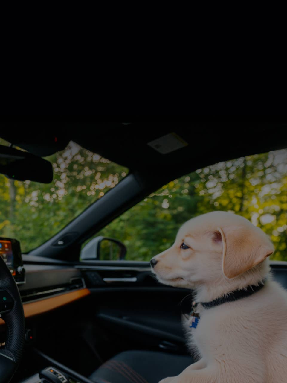 Golden retriever puppy in a Mitsubishi Motors vehicle